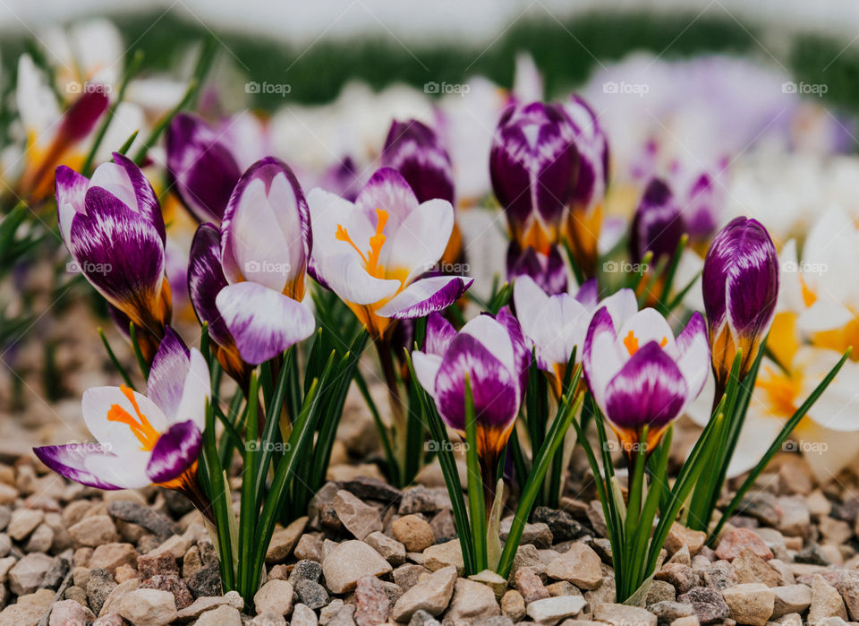 Spring flowers. Nature. Flowers.