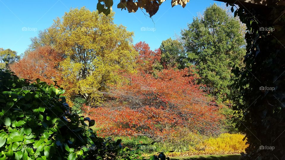 fall trees In the Bronx wave hill estate new York