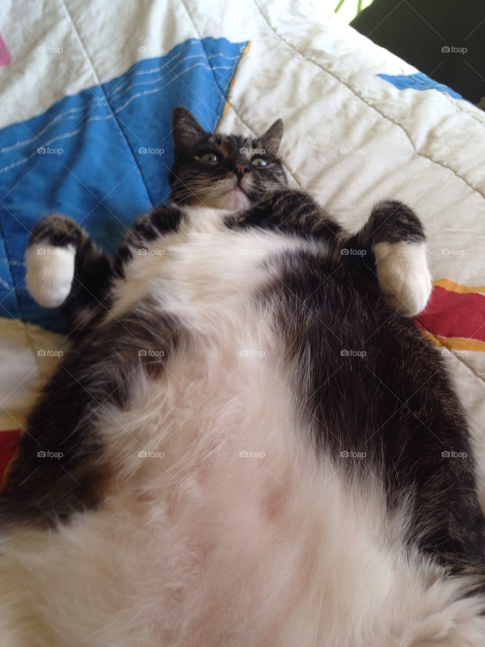 Belly boy