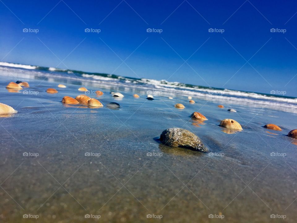 she sells sea shells by the sea shore 