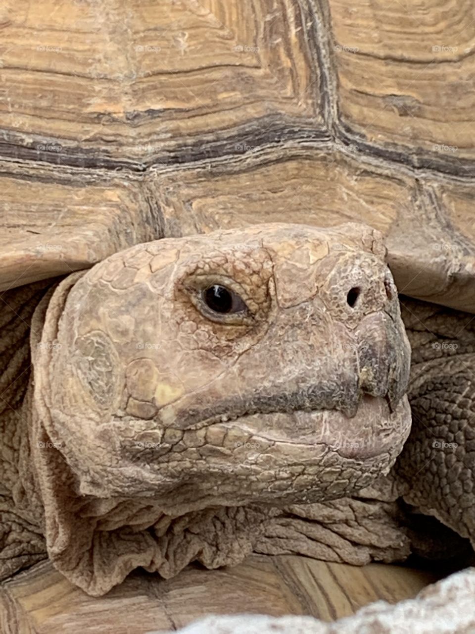 Tortoise