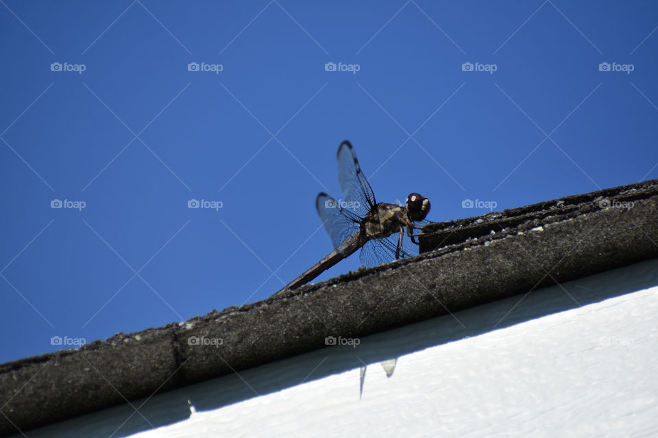 large Dragon fly with wings