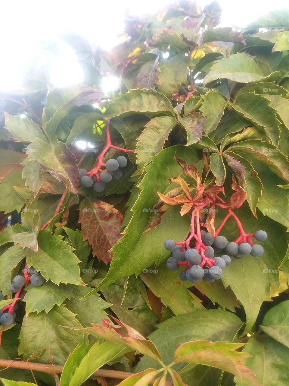 berries