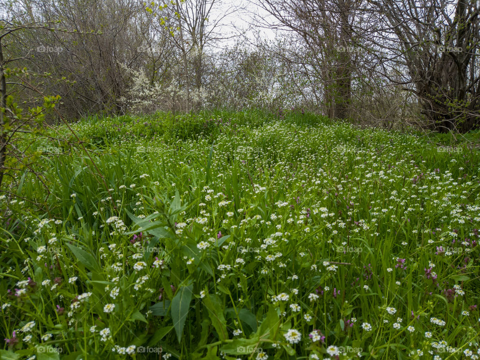 Wildflowers and herbs in spring.