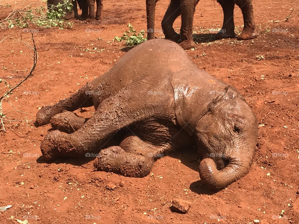 Baby elephant relaxing