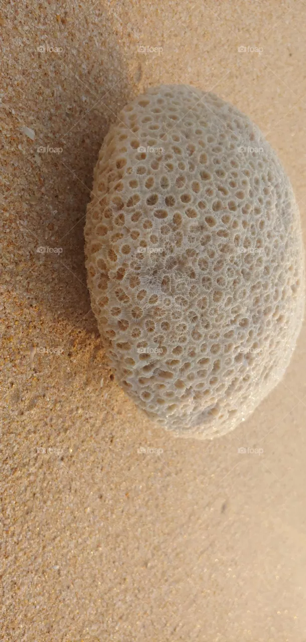 the coral captured