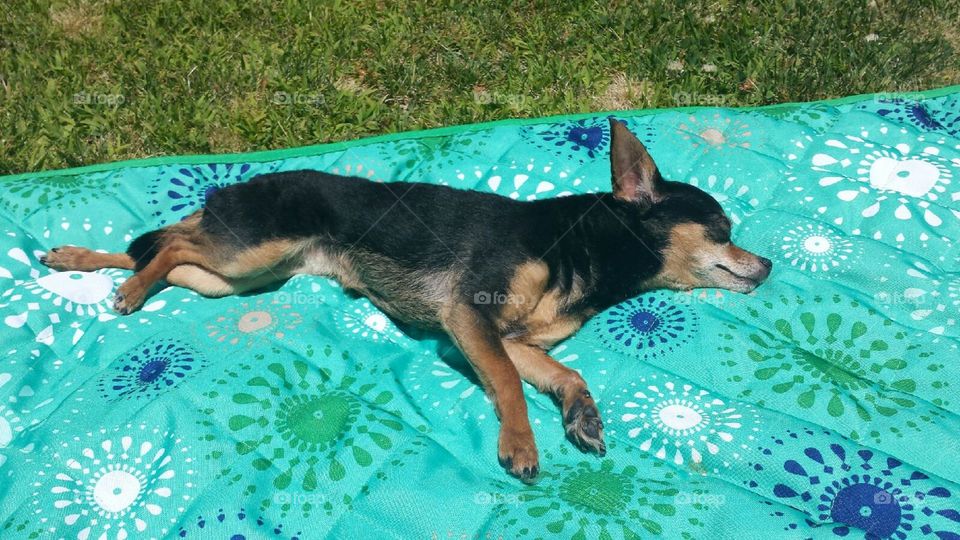 sunbathing chihuahua. our dog Mia loves to sunbathe