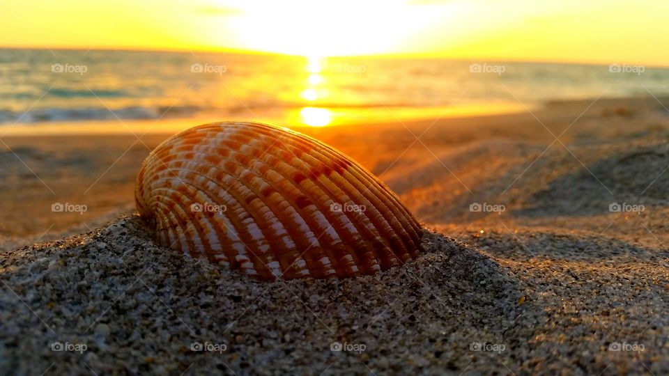 Sea shell by the sea shore.