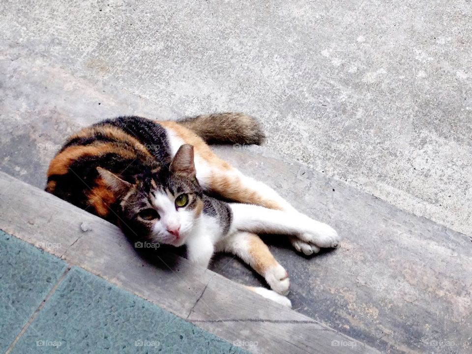 Tortoise shell cat watching you