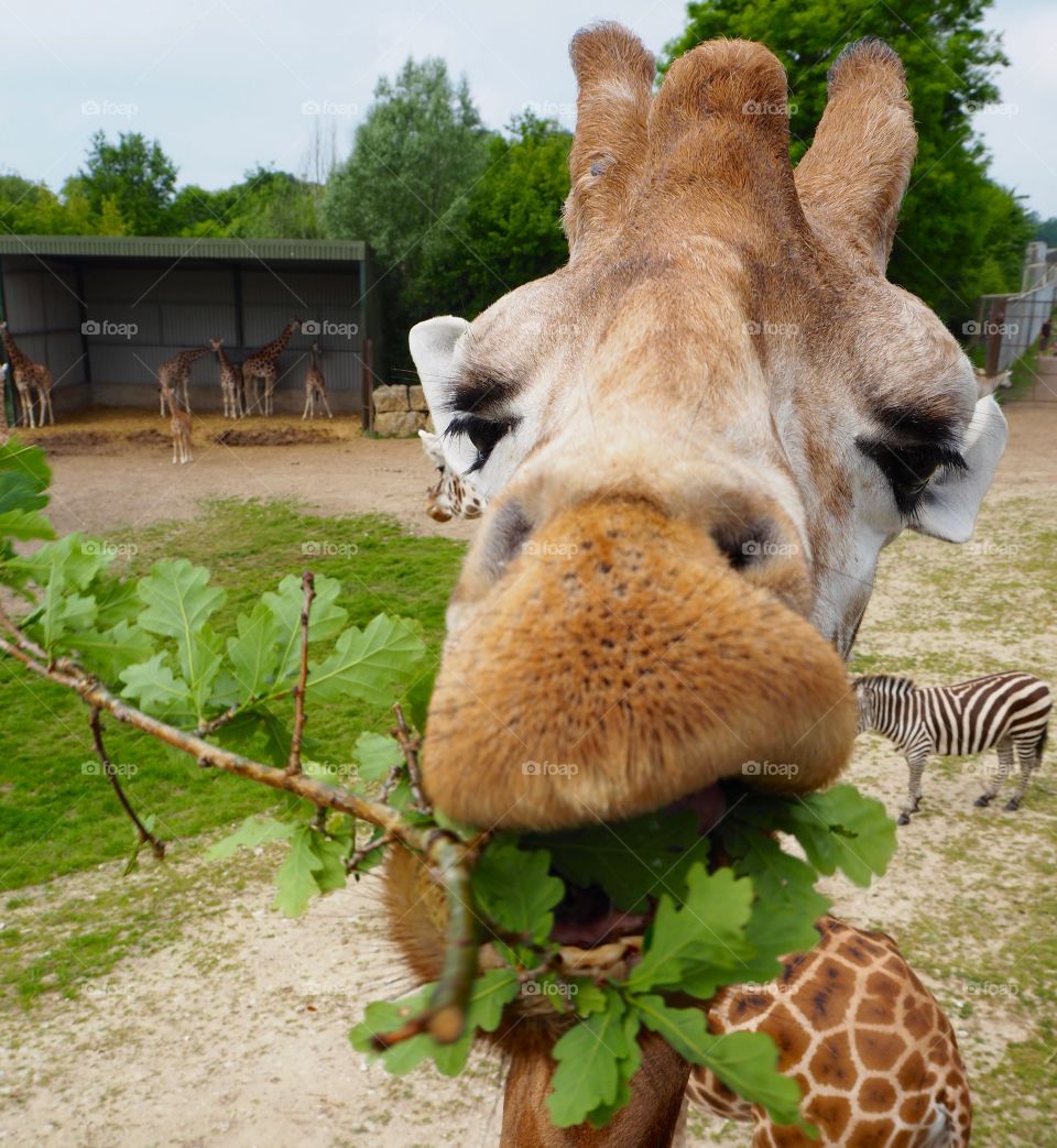 Giraffe being hand fed leaves and twigs