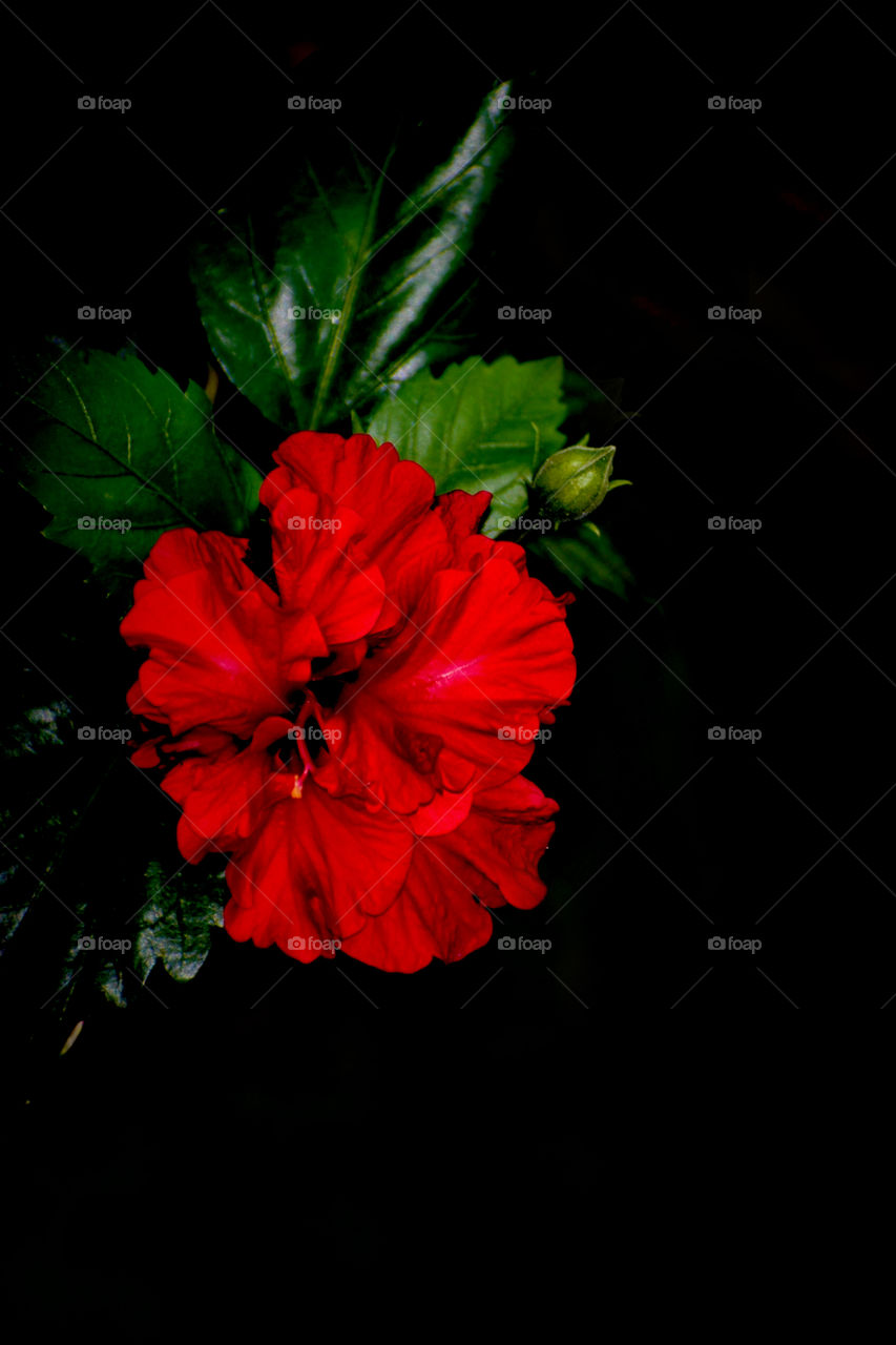 Radiant Red hibiscus is isolated on dark background.