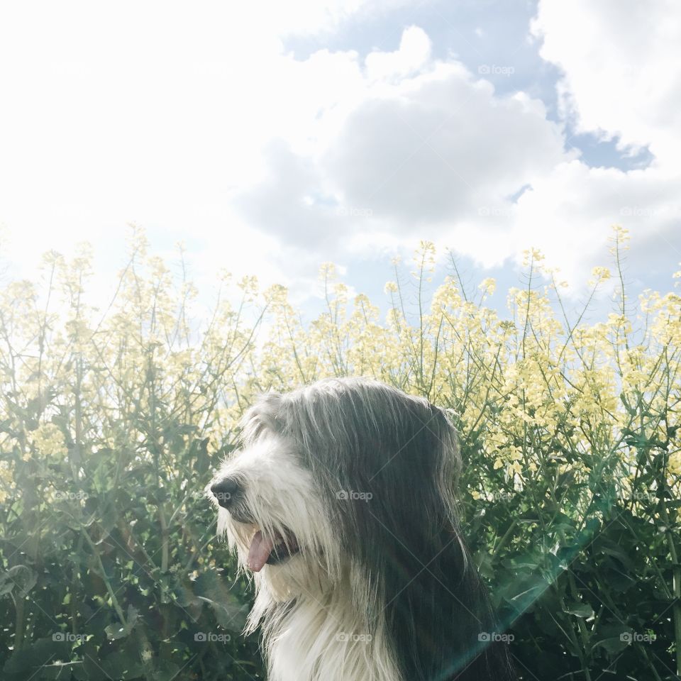 Sunshine and dog