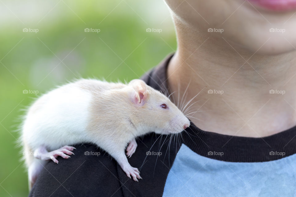 Boy holds cute domestic rat on his shoulder. Living in harmony.