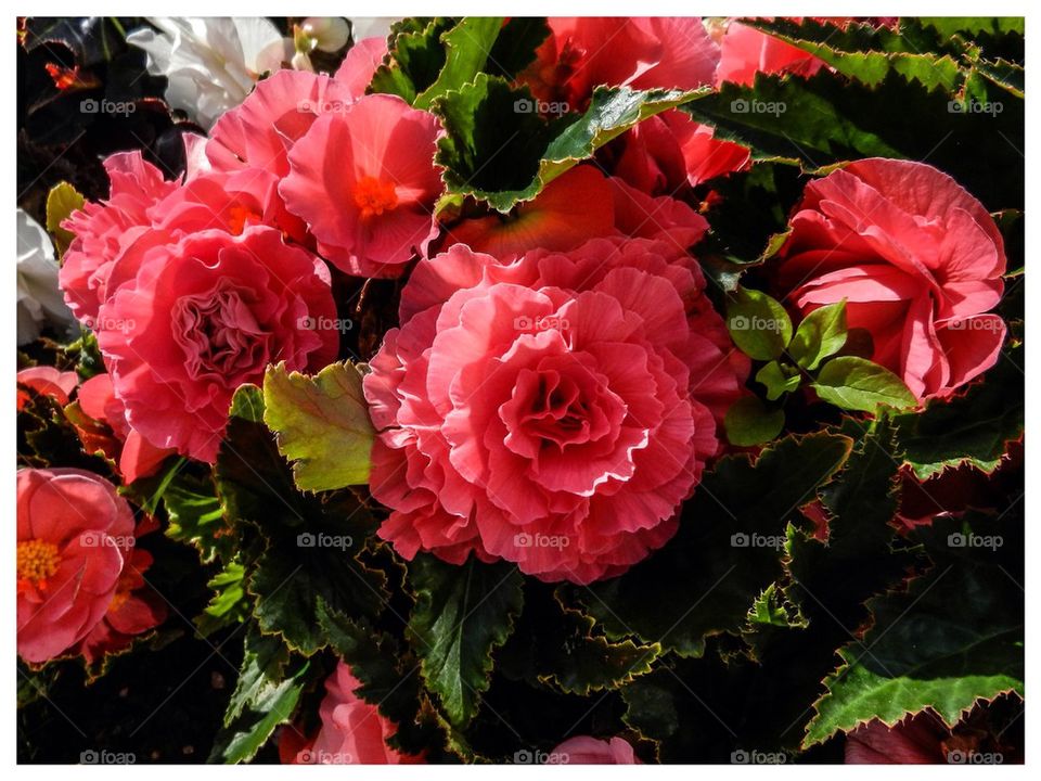 Begonias