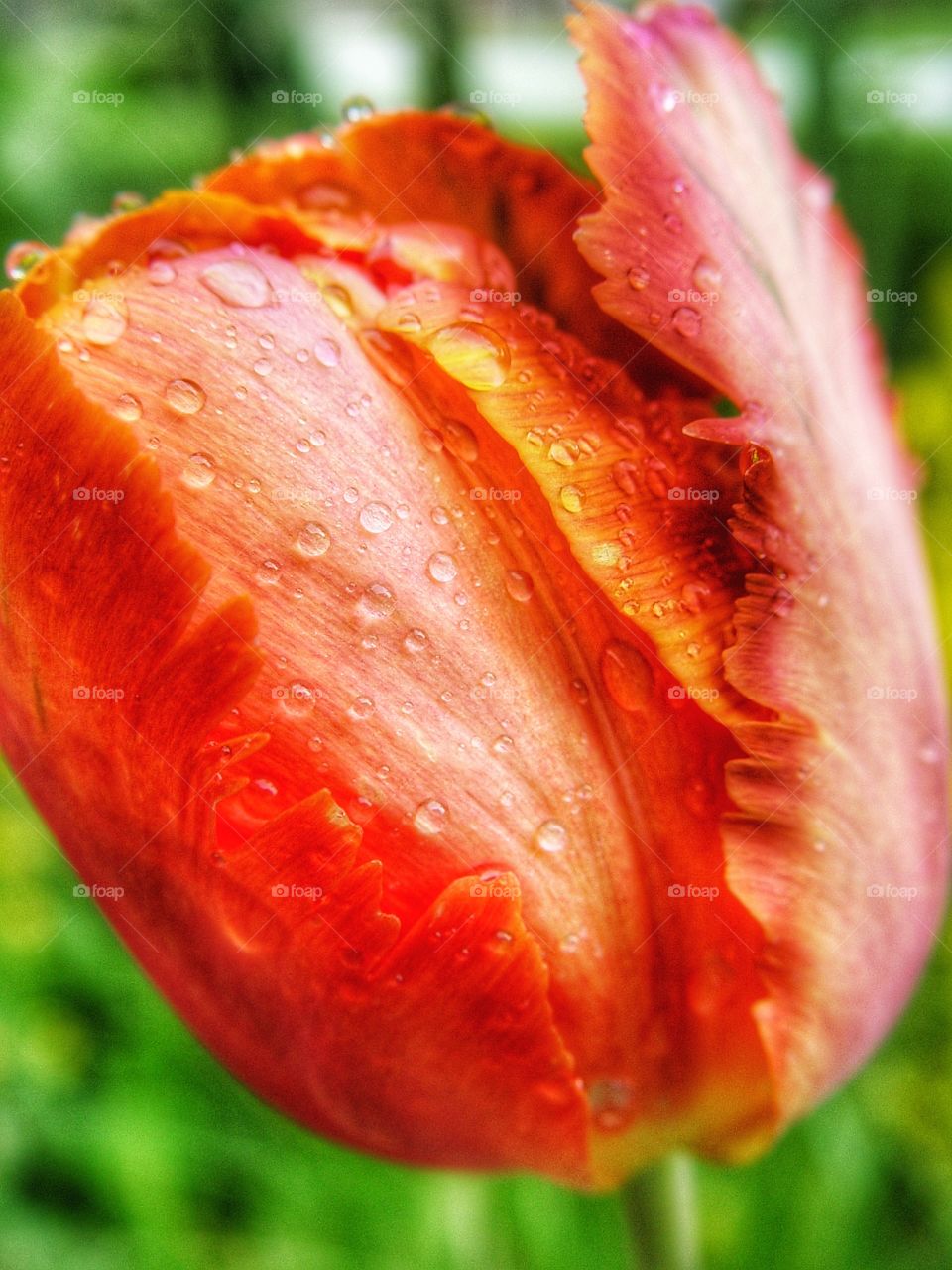 Close-up of orange tulip with raindrops