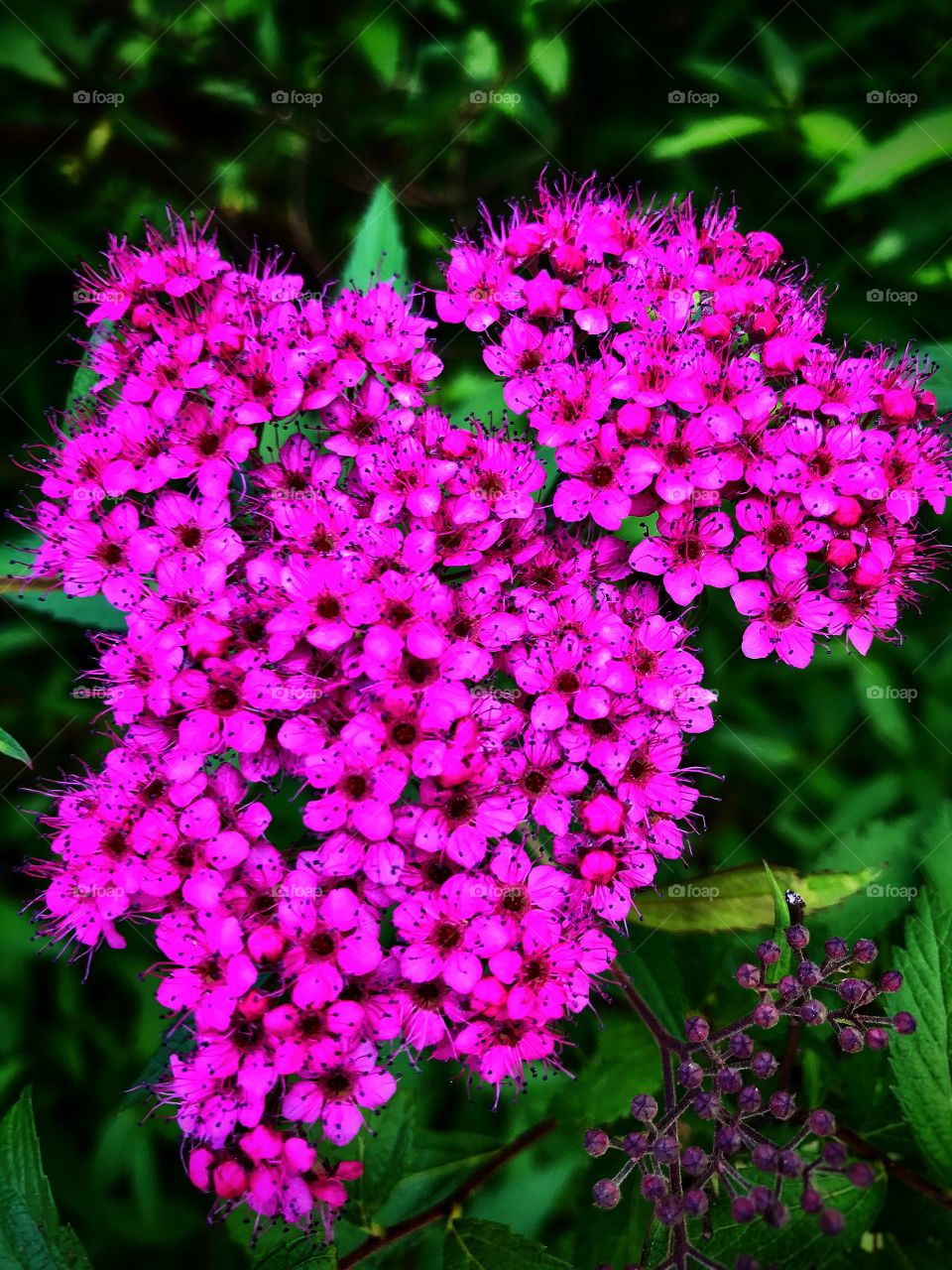 Little pink flowers—taken in Grand Rapids, Michigan 