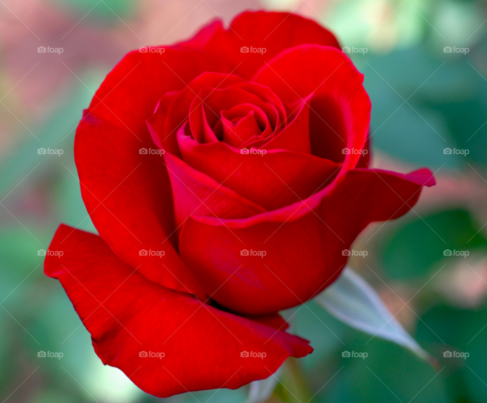 rose red rose by lightanddrawing