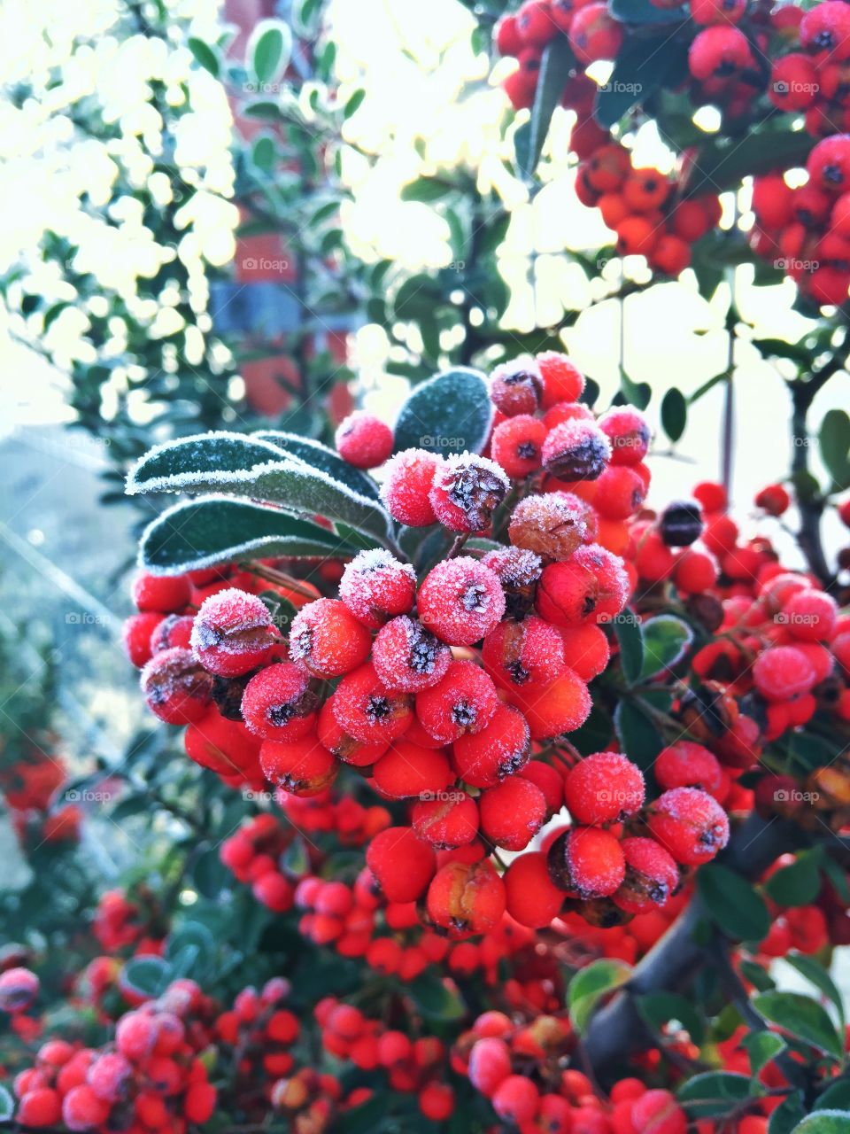 Ice berry 