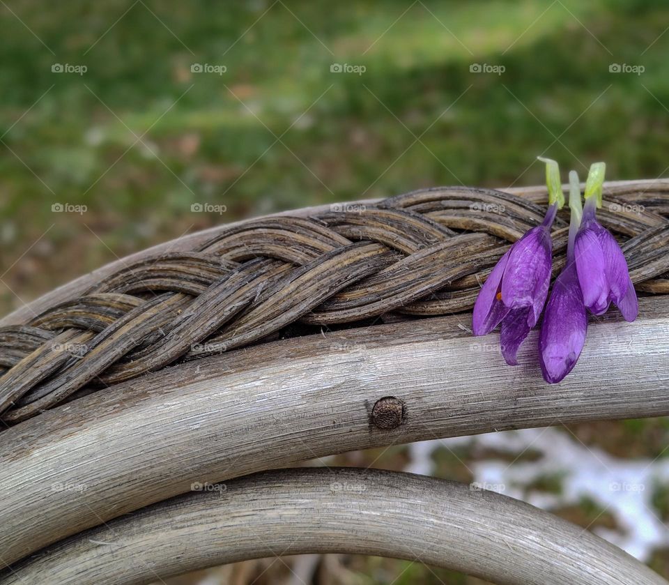 First spring flowers in purple