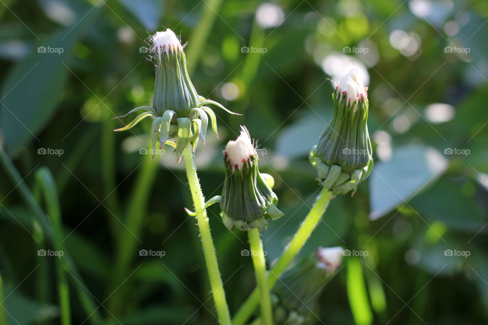Dandelion, flower, vegetation, plants, meadow, meadow, village, sun, summer, heat, nature, landscape, still life, yellow, white, beautiful, furry,