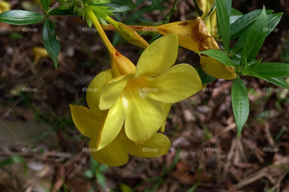 Yellow flowers Borneo