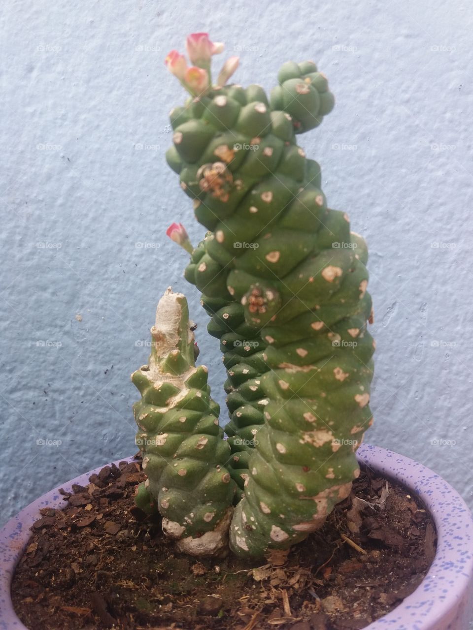 a strong cactus