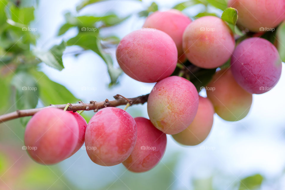 Organic plums on the tree in the orchard