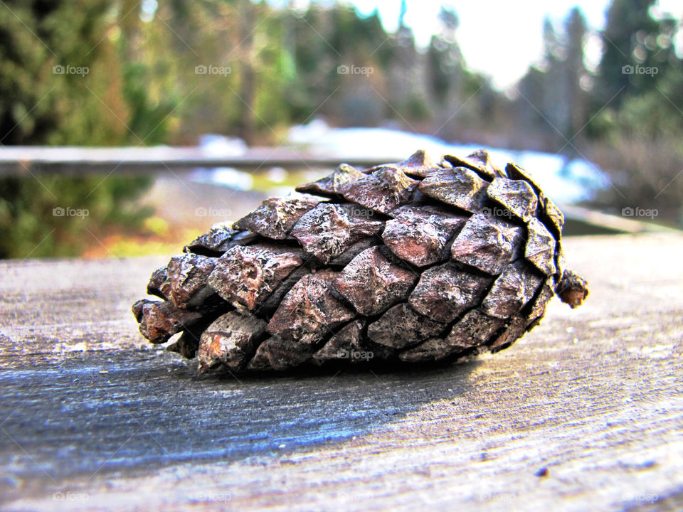 Forest fruit. A close up image of the pine cone.