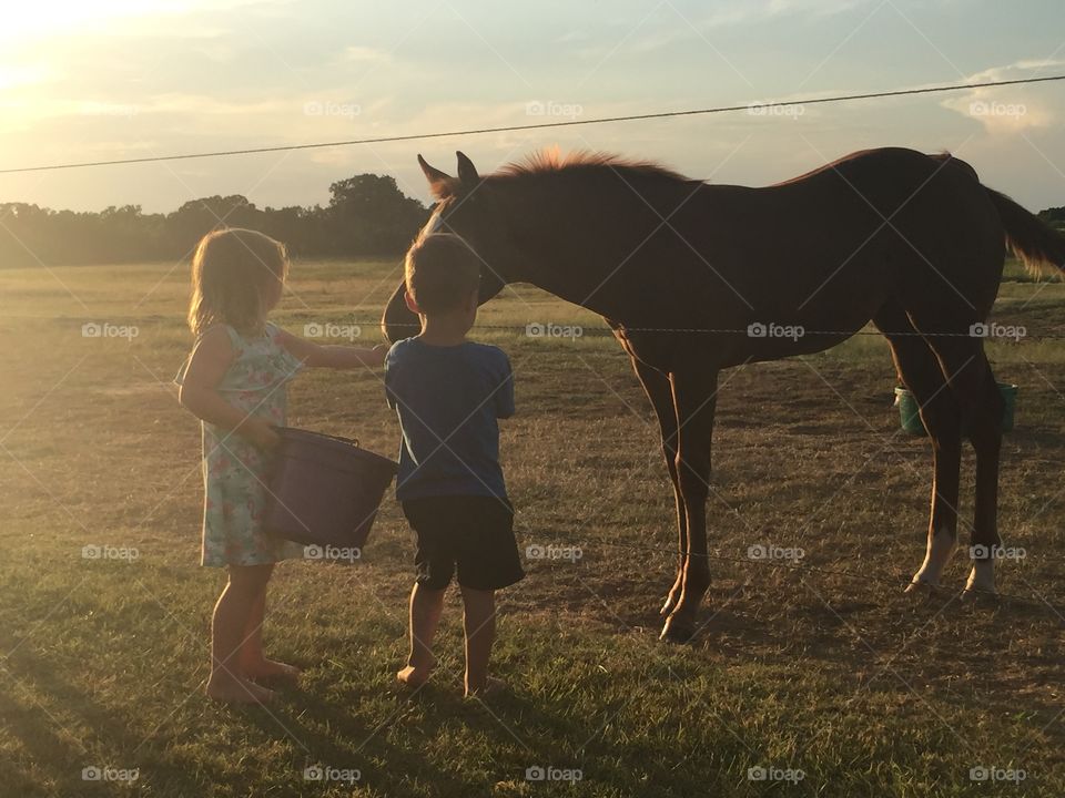 Children feeding a baby horse 