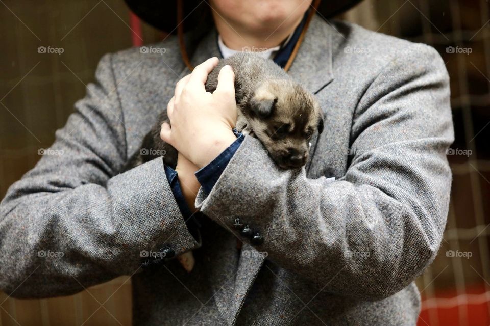 Person holding new husky puppy in grey jacket