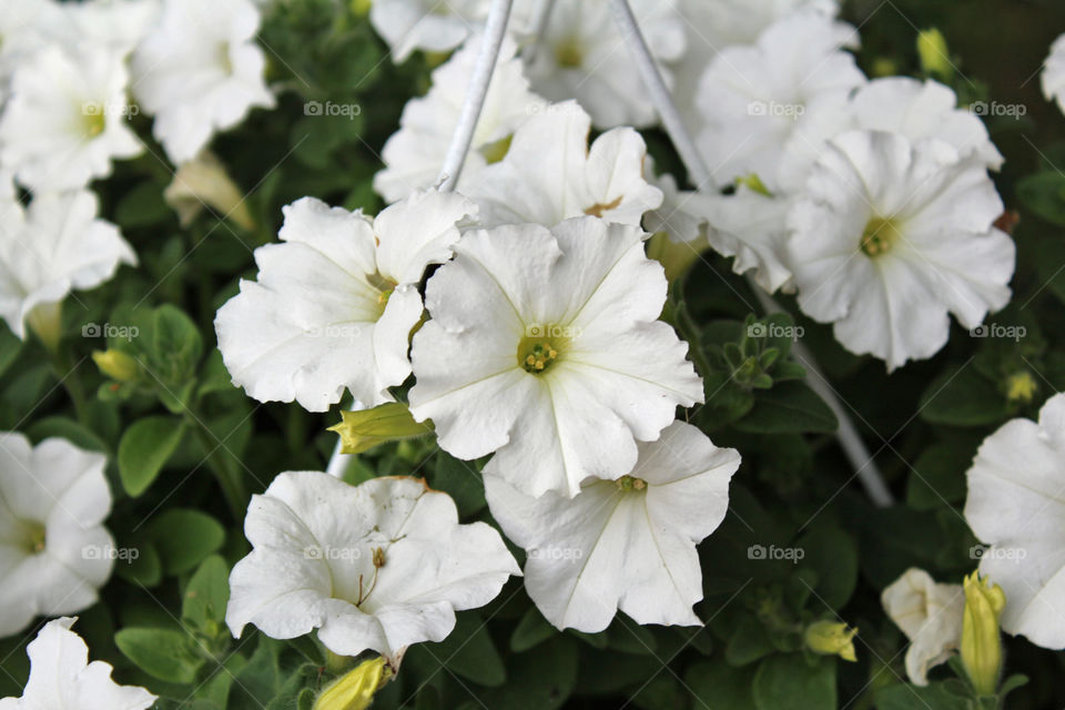 White summer flowers