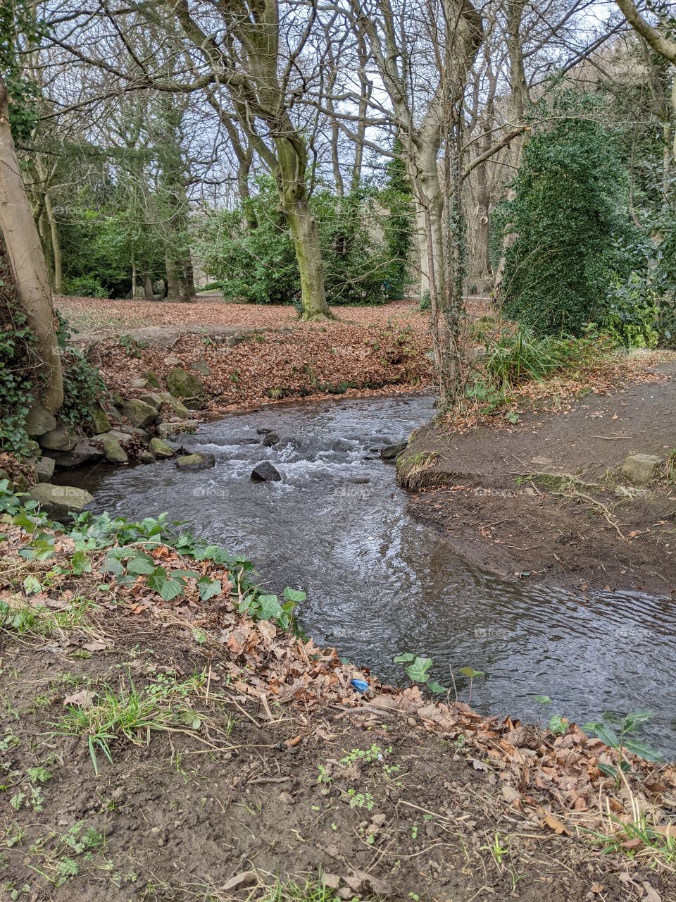 forest landscape earth next to a meandering stream, moving water. trees in the background