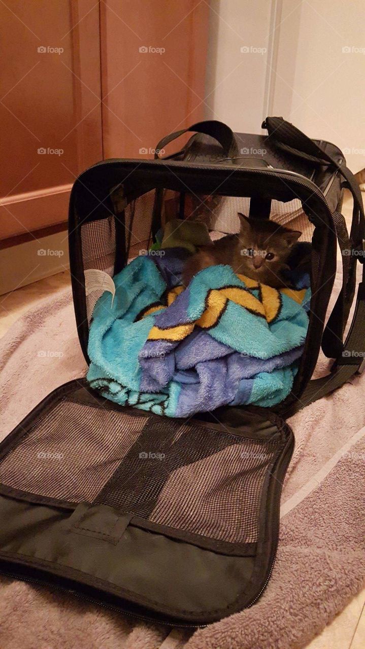 baby kitten in her makeshift bed