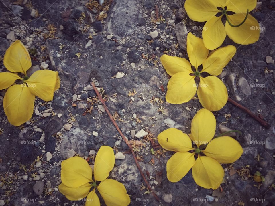 Yellow flowers on pavement. 
