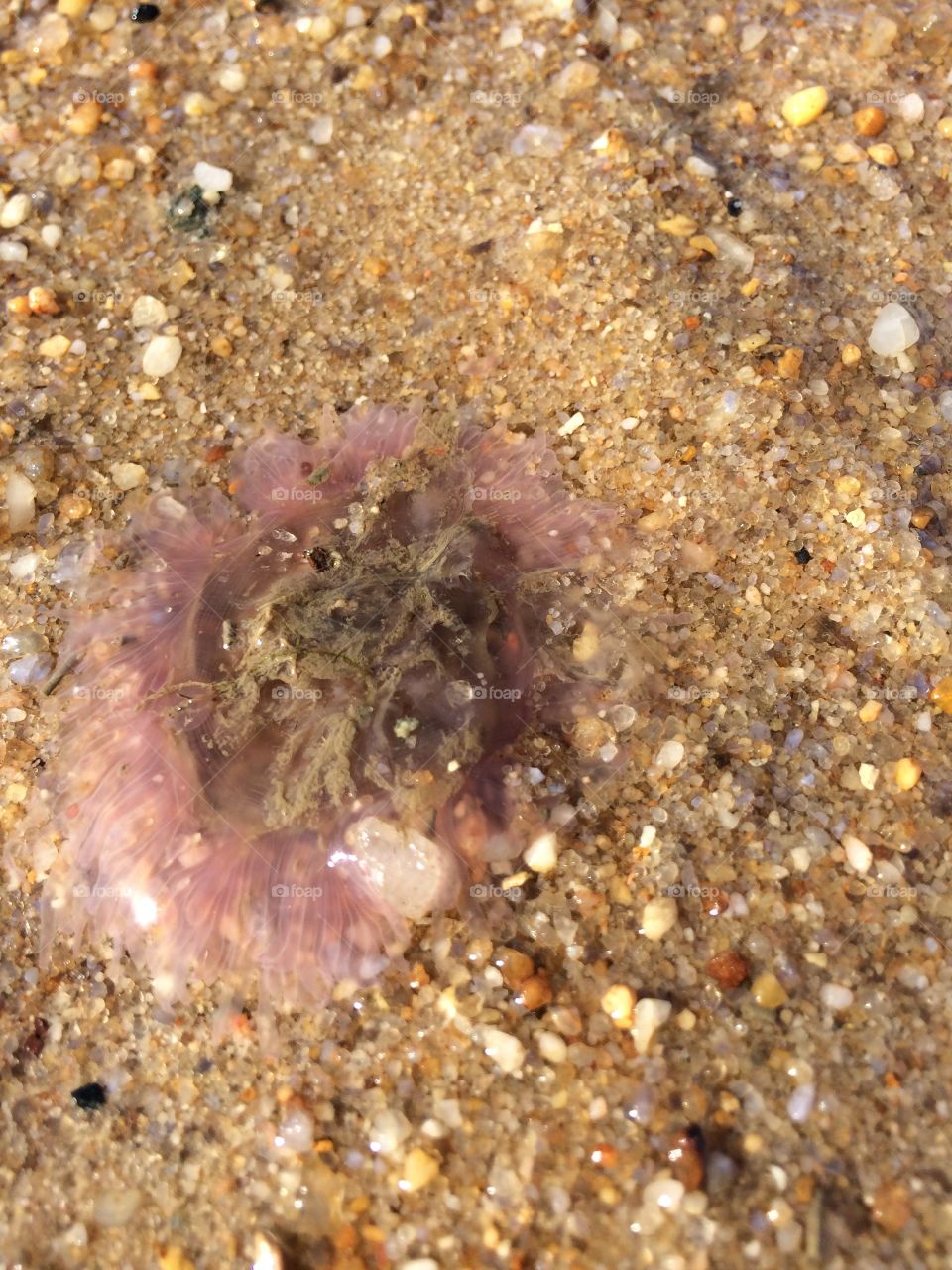 Lions mane jellyfish