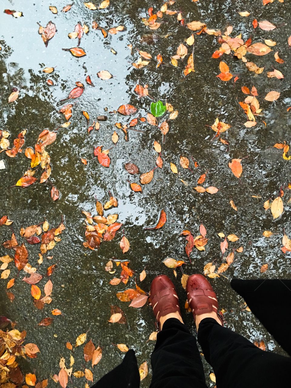 Standing in puddle sand fallen autumn leaves seasonal fall rainy day photo 