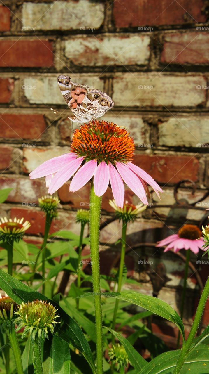 Butterfly on flower