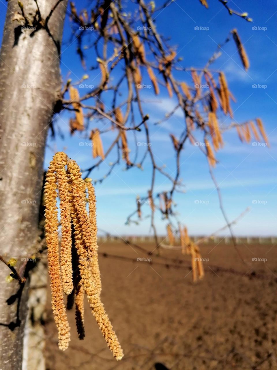 Hazelnut tree