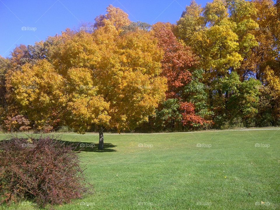 Fall. Beautiful puremichigan fall day 