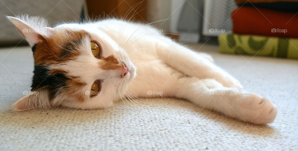 Cat, Cute, Sleep, Portrait, Fur