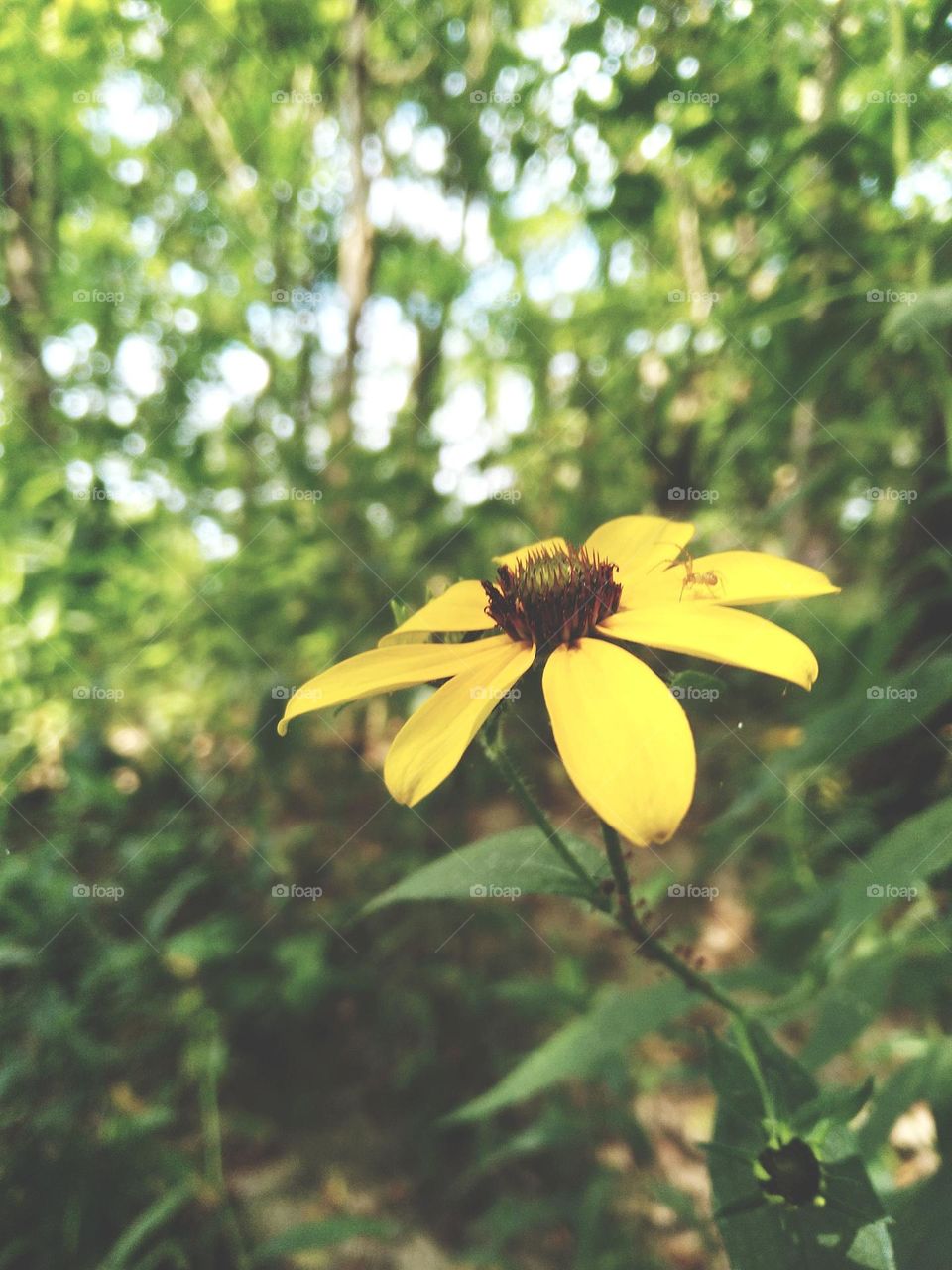 yellow flower
