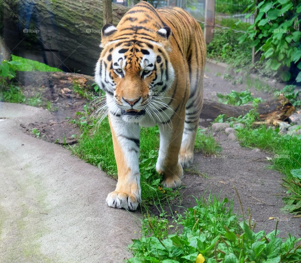 Majestic animal tiger walking head bowed straight to the camera 