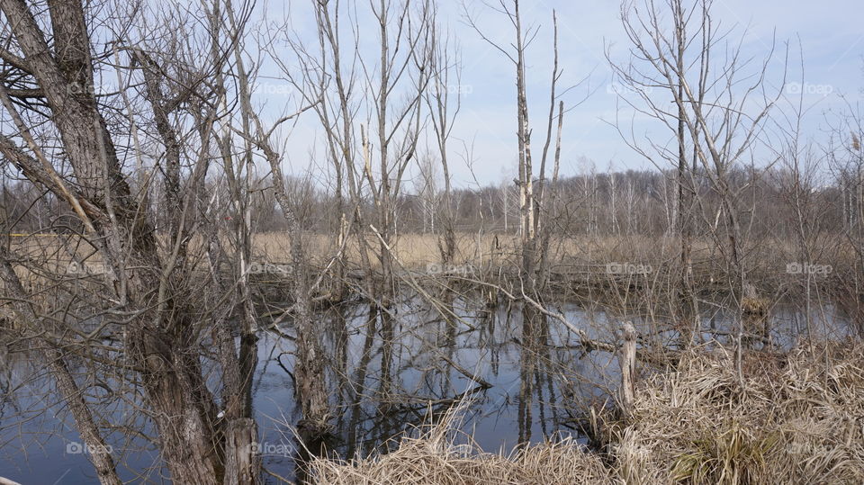 spring. nature , spring