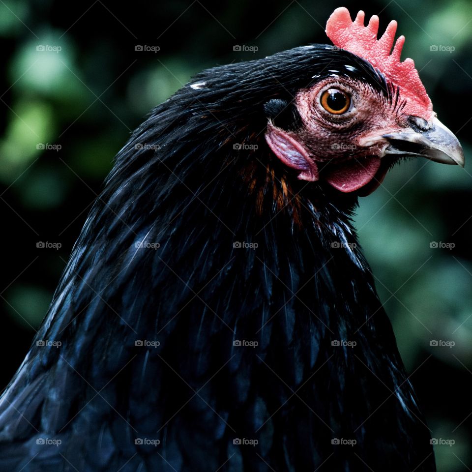 Black chicken 