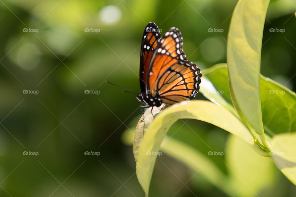 Butterfly, Nature, No Person, Insect, Summer