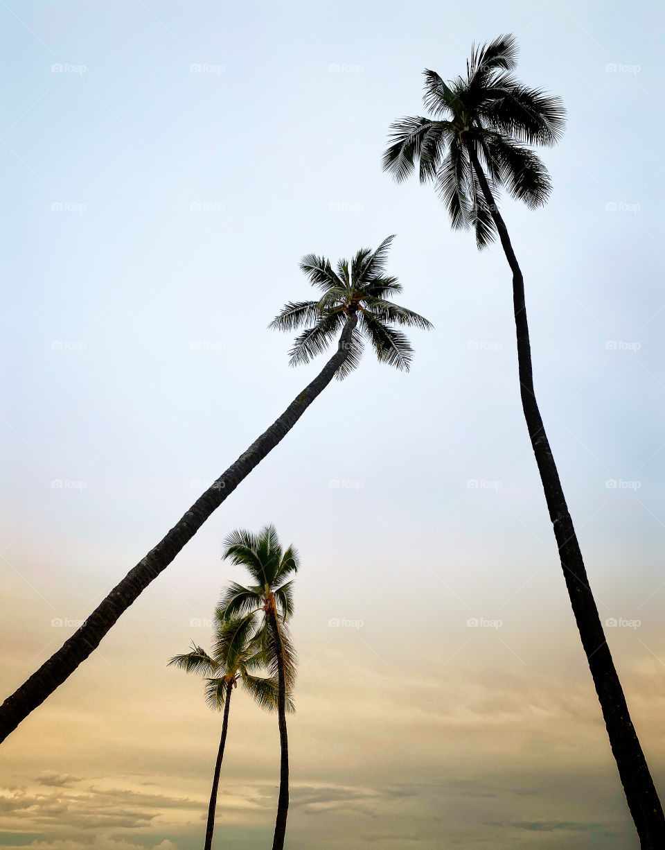  Coconut palm tree silhouettes against dawn sky