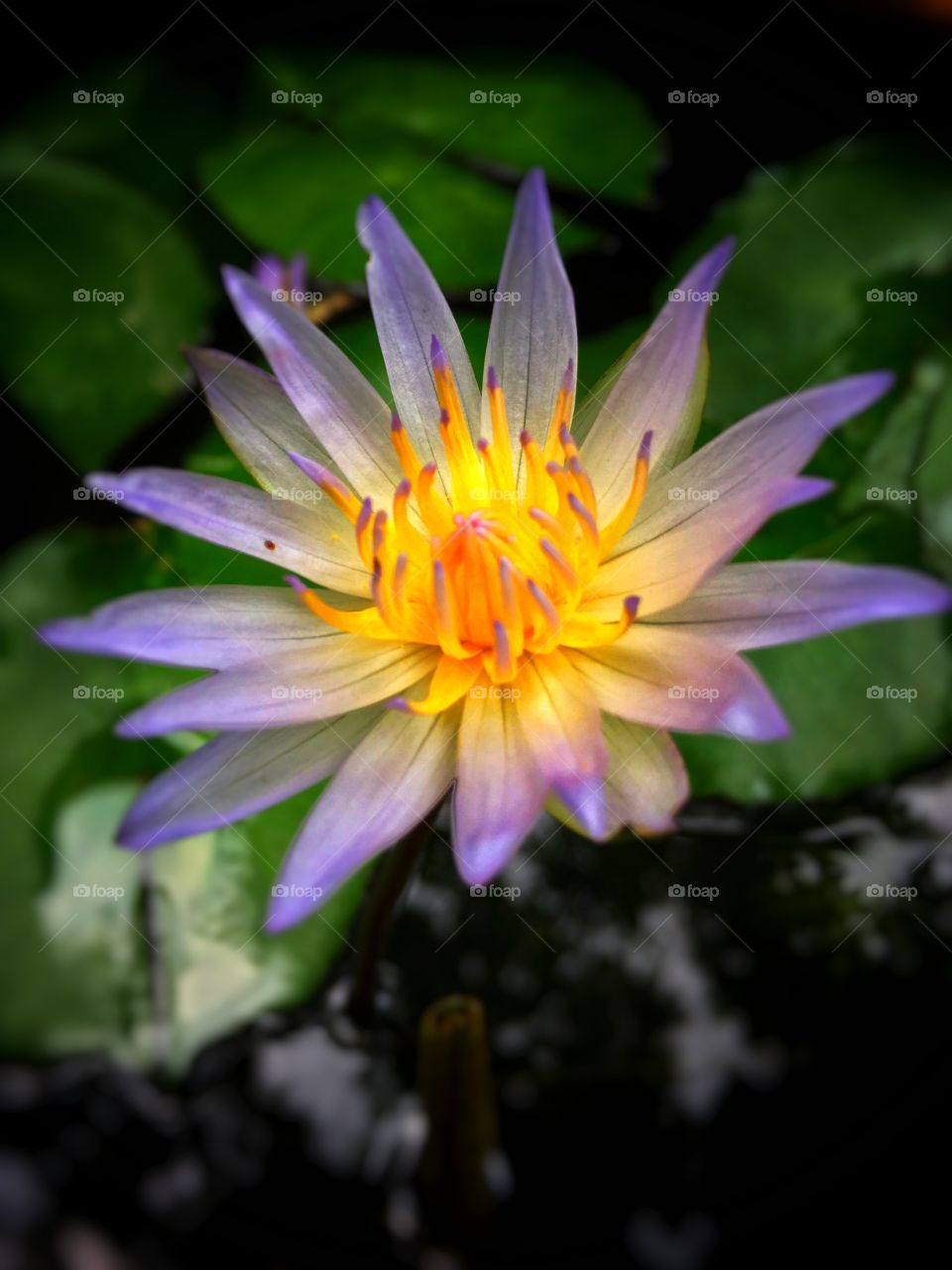 The contrasting, beautiful lotus gliding on the pond.