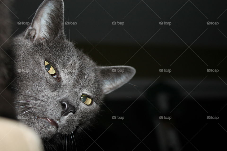 Judgemental cat glares at photographer