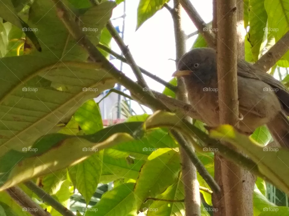 Bird