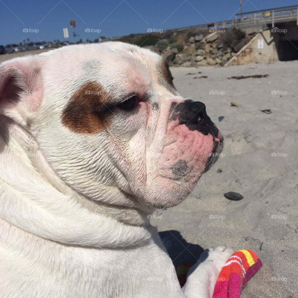 Beach Bulldog 